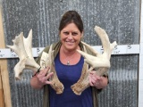 Super Heavy Mass Whitetail Shed Antlers