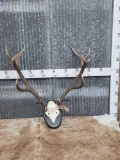 7x7 Red Stag Antlers On Plaque