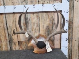 Big Columbian Blacktail Deer Antlers On Plaque