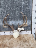 Big 5x4 Whitetail Antlers On Plaque