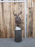 Beautiful 5x5 Whitetail Pedestal Mount Taxidermy