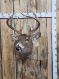 4x4 Whitetail Shoulder Mount Taxidermy