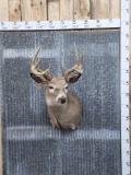 5x5 Whitetail Shoulder Mount Taxidermy