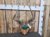 4x4 Whitetail Antlers On Plaque