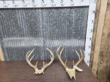 2 Sets Of Whitetail Antlers On Skull Plate