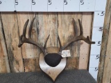 5x5 Whitetail Antlers On Plaque