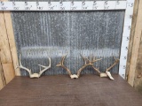 3 Sets Of Whitetail Antlers On Skull Plate