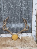 Big 6x5 Mule Deer Antlers On Plaque