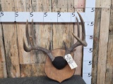 5x5 Whitetail Antlers On Plaque