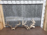 3 Sets Of Whitetail Antlers On Skull Plate