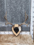 5x5 Mule Deer Antlers On Plaque