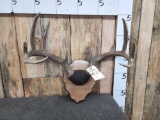 5x5 Whitetail Antlers On Plaque