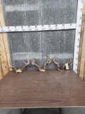 3 Sets Of Whitetail Antlers On Skull Plate