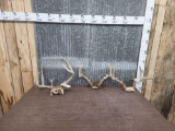 3 Sets Of Whitetail Antlers On Skull Plate