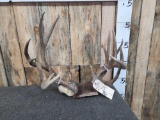 Whitetail & Mule Deer Antlers On Skull Plate