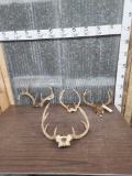 4 Sets Of Whitetail Antlers On Skull Plate