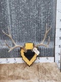 5x5 Mule Deer Antlers On Plaque