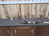 3 Sets Of Whitetail Antlers On Skull Plate