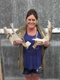 Heavy Mass Mini Monster Whitetail Shed Antlers