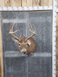 4x4 Whitetail Shoulder Mount Taxidermy