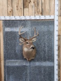 4x4 Whitetail Shoulder Mount Taxidermy