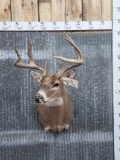 4x4 Whitetail Shoulder Mount Taxidermy