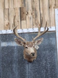 5x5 Mule Deer Shoulder Mount Taxidermy