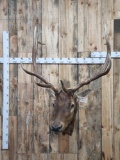 Elk Shoulder Mount Taxidermy