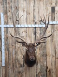 Big Nontypical 6x8 Elk Shoulder Mount Taxidermy