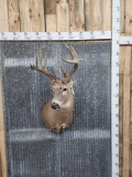 Main Frame 6x6 Whitetail Shoulder Mount Taxidermy