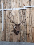 Vintage 6x6 Elk Shoulder Mount Taxidermy