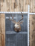 5x5 Mule Deer Shoulder Mount Taxidermy