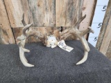 2 Sets Of Whitetail Antlers On Skull Plate