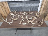 15.6 lbs Of Whitetail Antlers