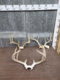 3 Sets Of Whitetail Antlers On Skull Plate