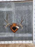 5x5 Mule Deer Antlers On Plaque