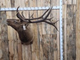 6x6 Bugling Elk Shoulder Mount Taxidermy