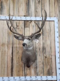 Big 6x5 Mule Deer Shoulder Mount Taxidermy