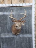 4x4 Whitetail Shoulder Mount Taxidermy