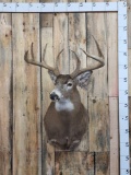 168 7/8' 4x4 Whitetail Shoulder Mount Taxidermy