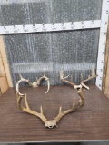 3 Sets Of Whitetail Antlers On Skull Plate