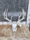 5x5 Whitetail Antlers On Skull