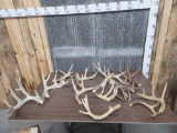 16 lbs Of Whitetail Antler Cut Offs