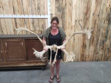 Big Set Of Caribou Antlers