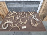 16.4 lbs Of Whitetail Antlers