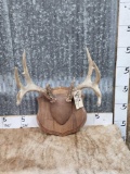 5x5 Whitetail Antlers On Plaque