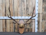 5x5 Elk Antlers On Plaque