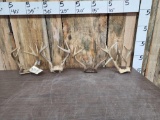 4 Sets Of Whitetail Antlers On Skull Plate