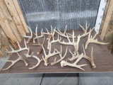 18 lbs Of Whitetail Shed Antlers