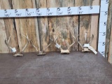 4 Sets Of Whitetail Antlers On Skull Plate